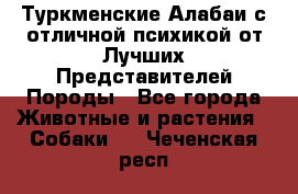 Туркменские Алабаи с отличной психикой от Лучших Представителей Породы - Все города Животные и растения » Собаки   . Чеченская респ.
